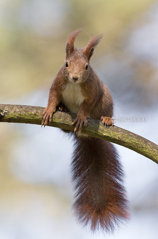 欧亚红松鼠(Sciurus vulgaris)